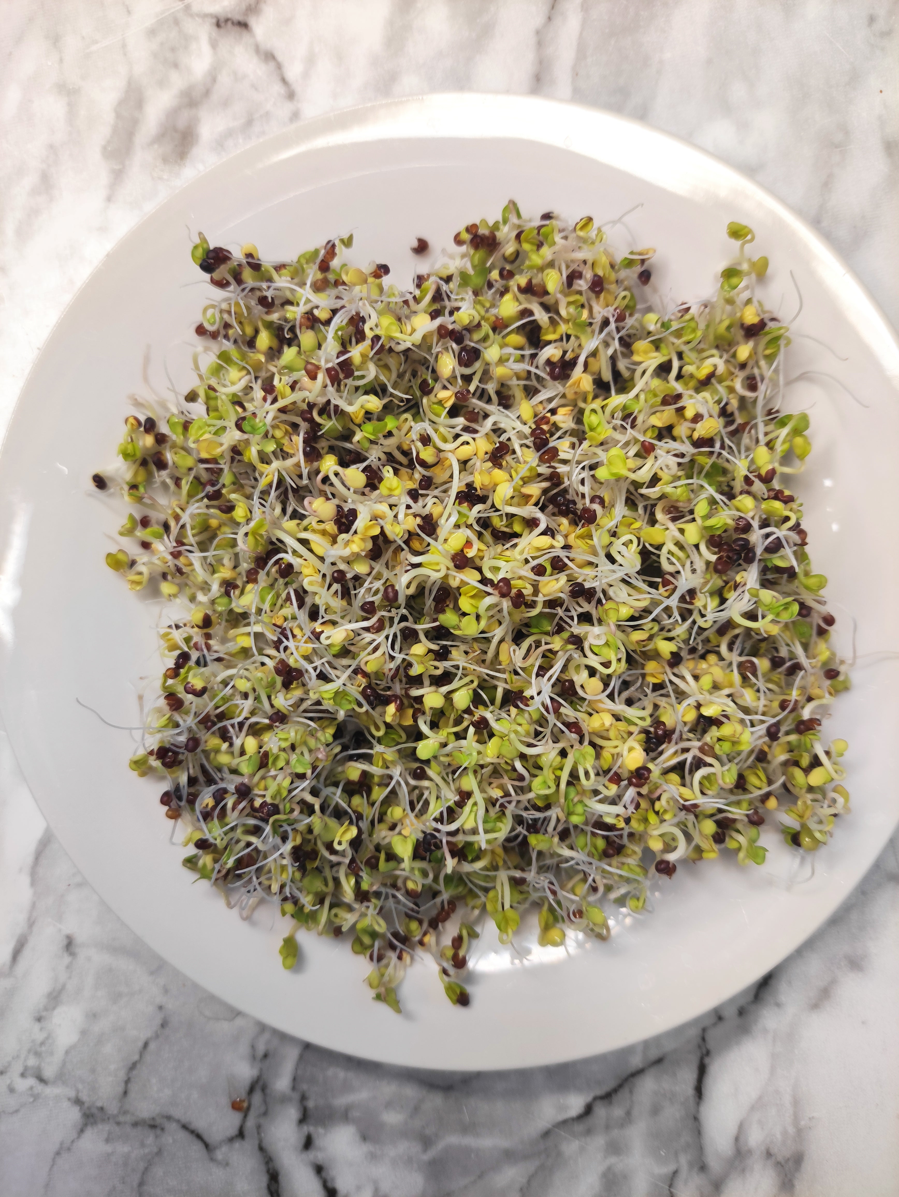 Sprouting Seeds- Organic Broccoli- 100g-0
