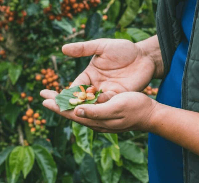 Whiskey Barrel Aged Guatemalan Coffee | Medium Roast, Bourbon Infused, Small Batch Roasted-2